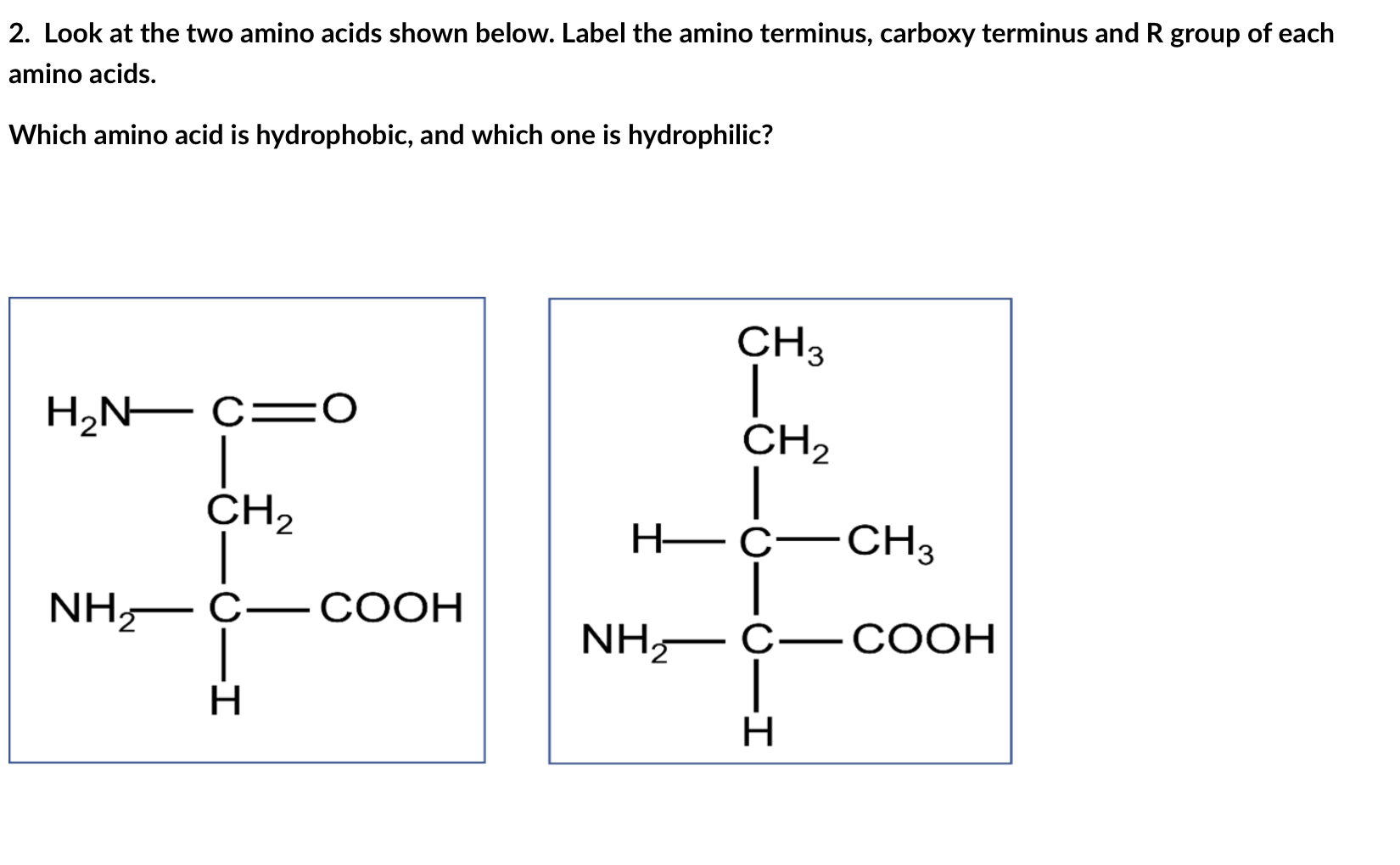 Solved Look at the two amino acids shown below. Label the | Chegg.com