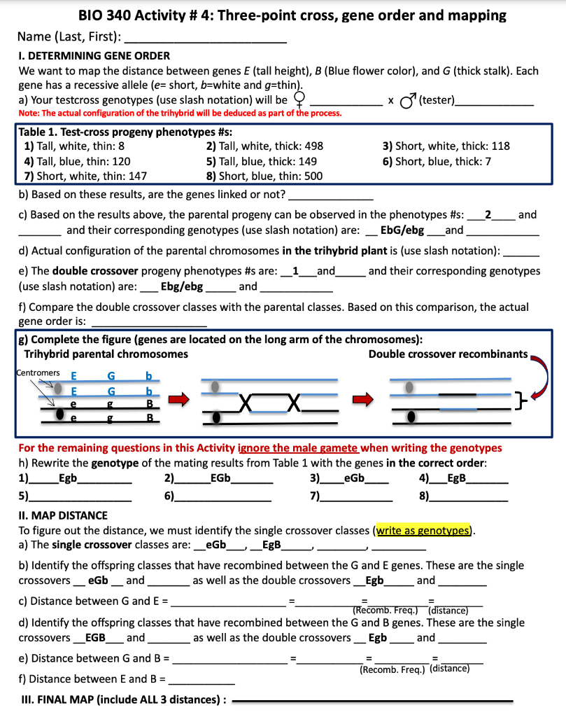 Solved BIO 340 Activity \# 4: Three-point cross, gene order | Chegg.com