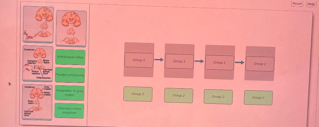 Solved Place each image and title in the correct order from | Chegg.com