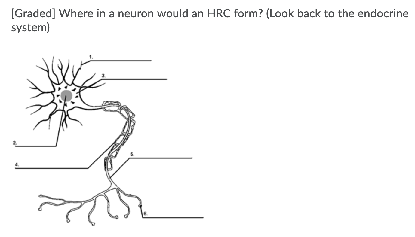 Solved [Graded] Where in a neuron would an HRC form? (Look | Chegg.com