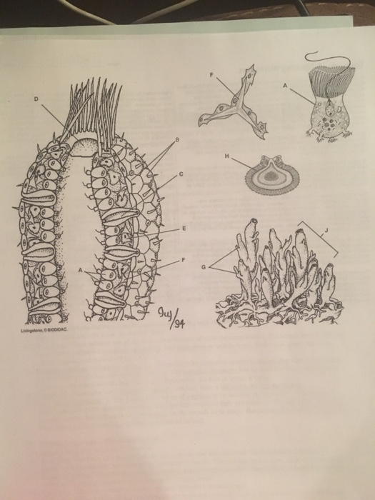 Solved hape of Life Video Title Sponges Origins Video