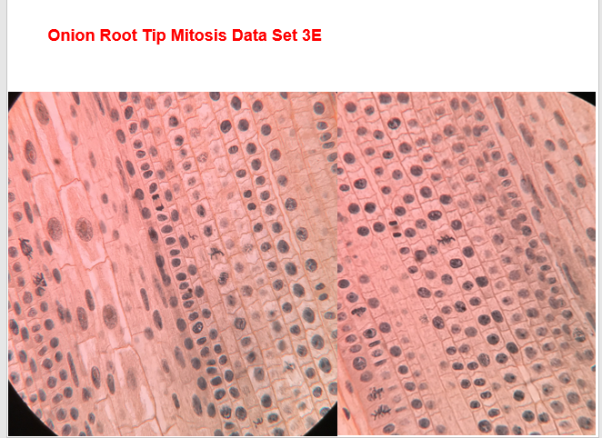You are required to analyze 5 slides worth of raw | Chegg.com