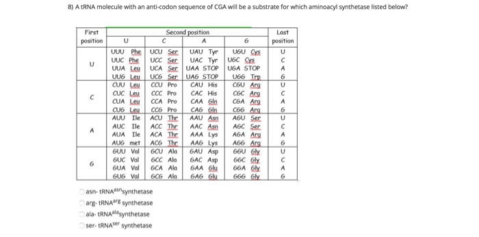 Solved 8) A tRNA molecule with an anti-codon sequence of CGA | Chegg.com