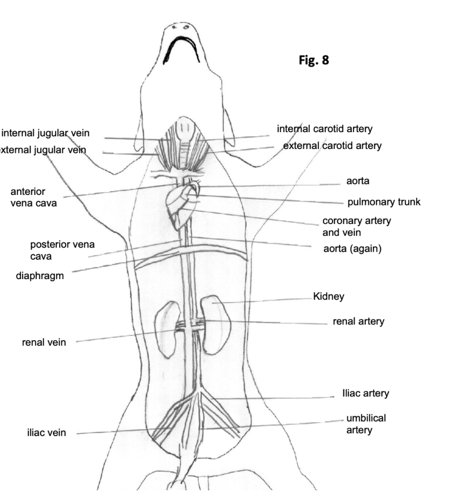Fig. 8 internal jugular vein External jugular vein internal carotid artery external carotid artery aorta anterior vena cava p