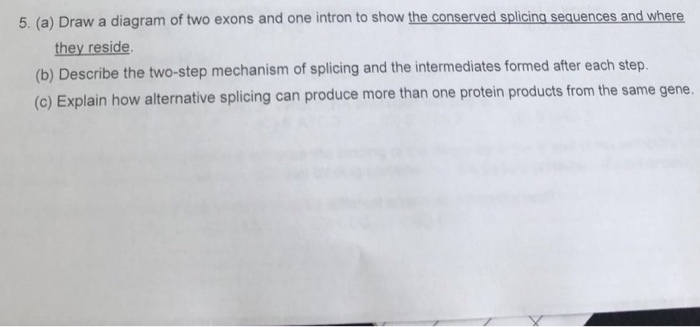 Solved 5. (a) Draw a diagram of two exons and one intron to | Chegg.com