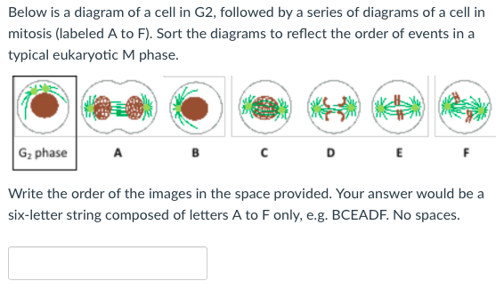 (Solved) : Diagram Cell G2 Followed Series Diagrams Cell Mitosis ... Biology Diagrams