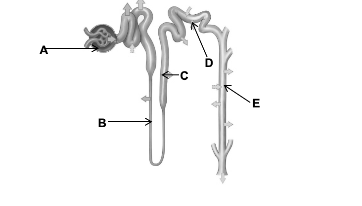 Solved 1. The renal system is made up of organs and | Chegg.com