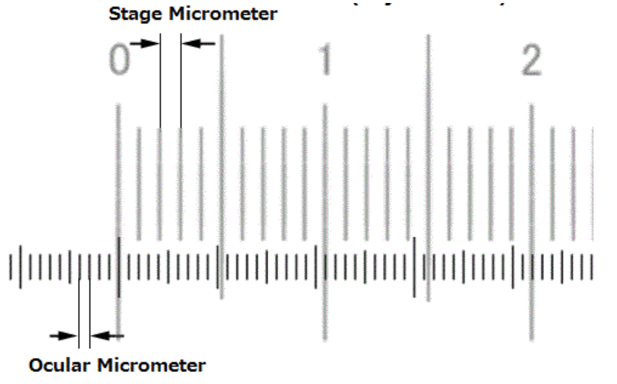 Solved a) What is the size of the microorganism from Sample | Chegg.com