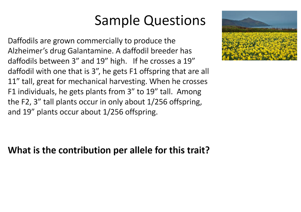 Solved Sample Questions Daffodils are grown commercially to
