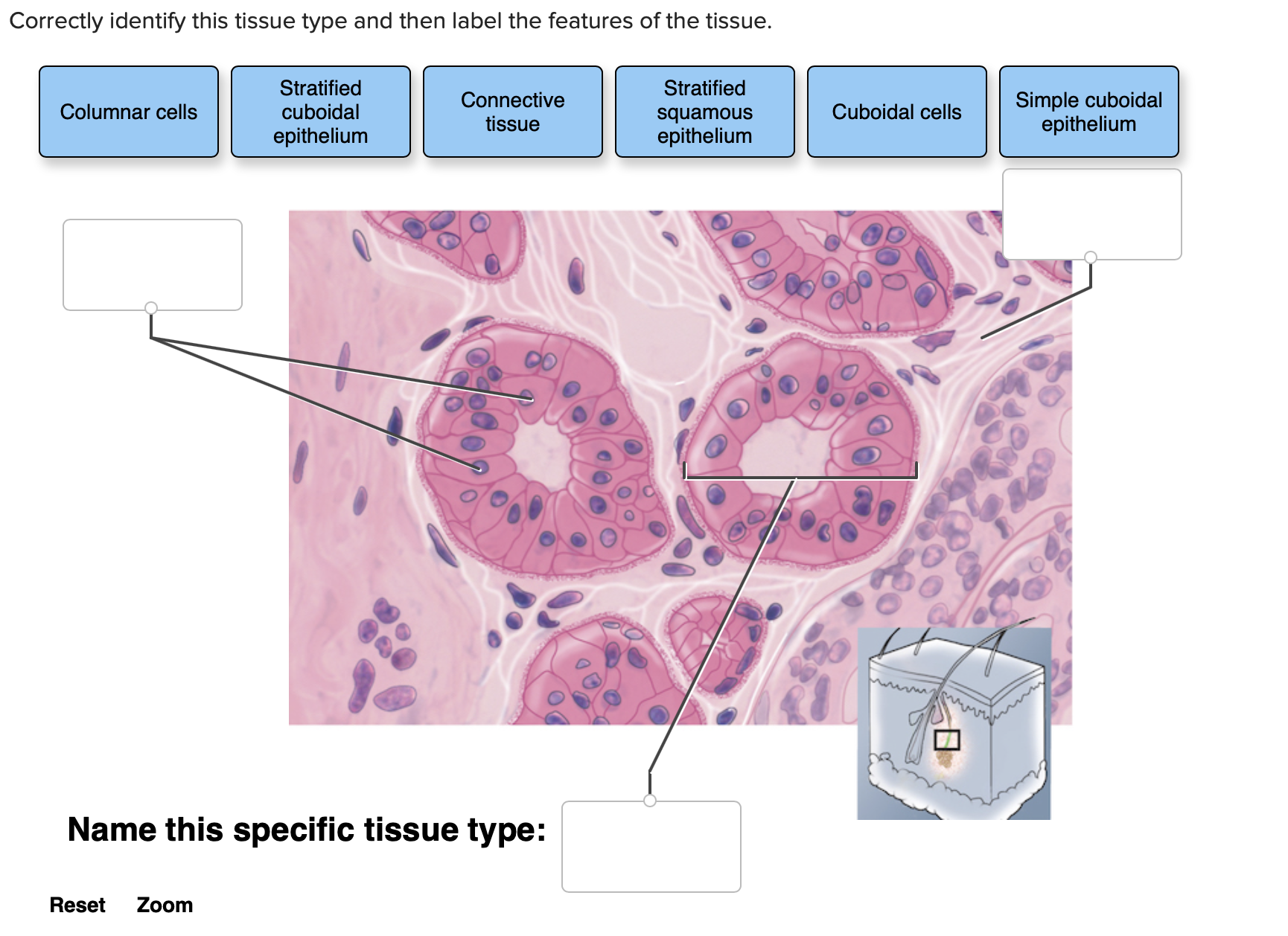 Correctly identify this tissue type and then label | Chegg.com