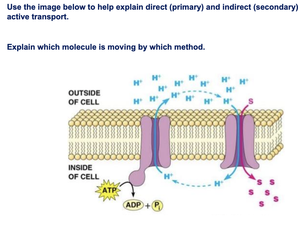 Use the image below to help explain direct (primary) and indirect (secondary) active transport.
Explain which molecule is mov