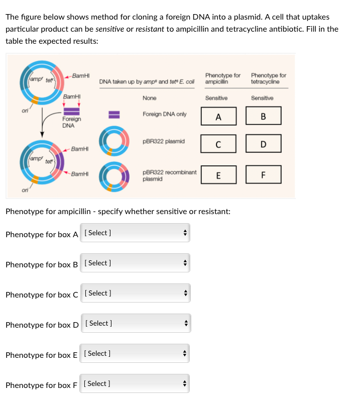 Solved The figure below shows method for cloning a foreign | Chegg.com