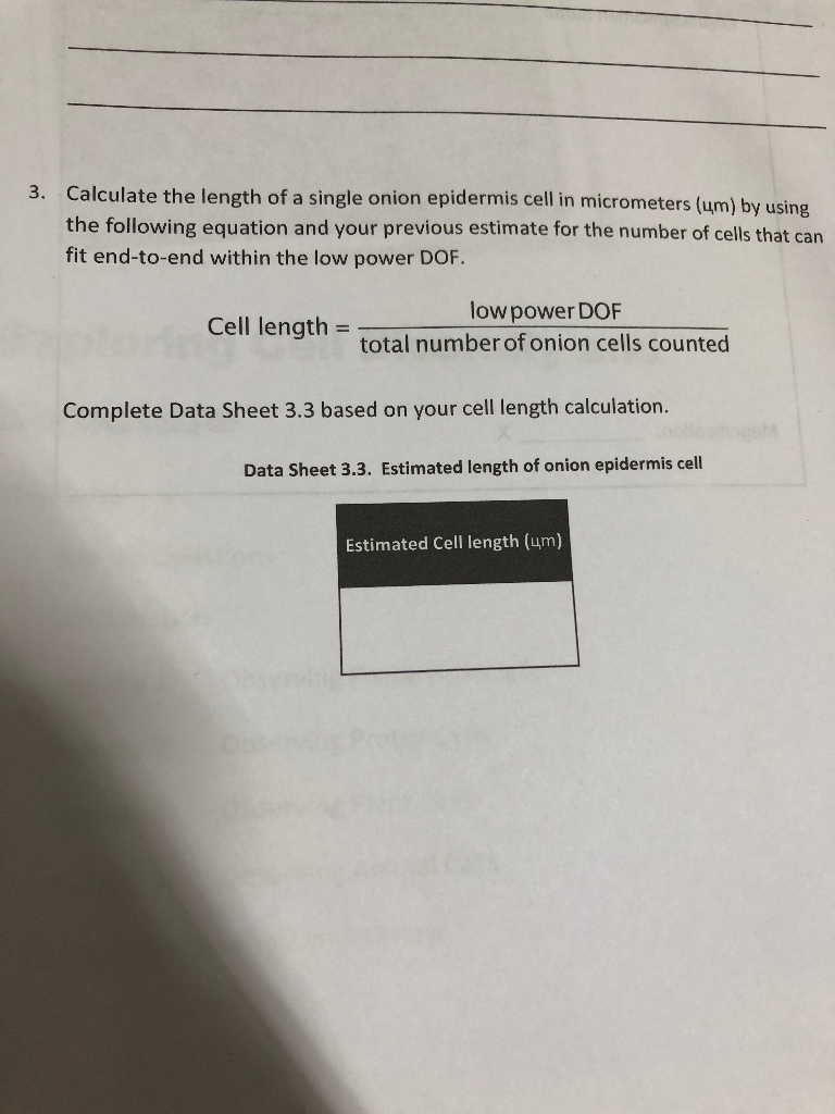 solved-3-calculate-the-length-of-a-single-onion-epidermis-chegg