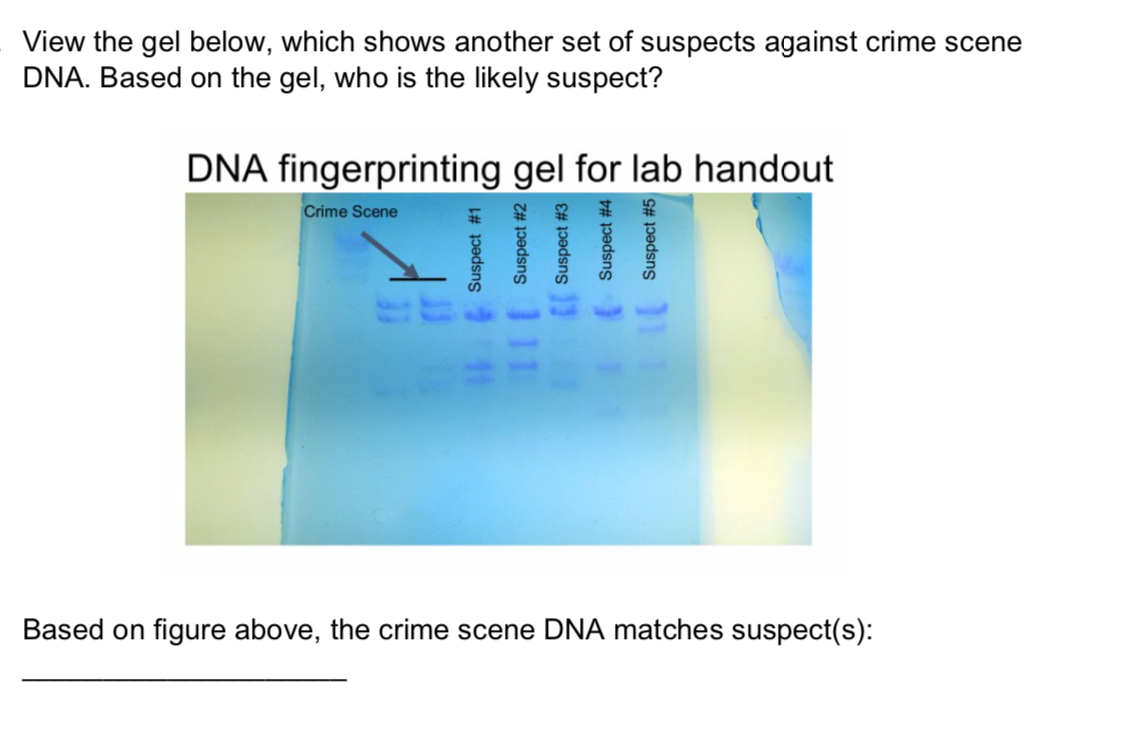 Solved View the gel below, which shows another set of | Chegg.com