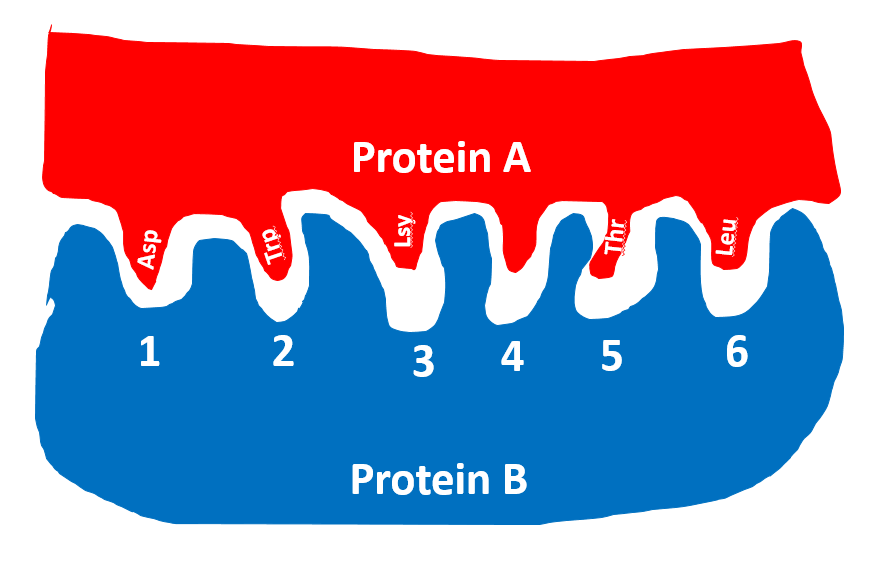 Solved Protein A And Protein B Join Through Complementarity | Chegg.com