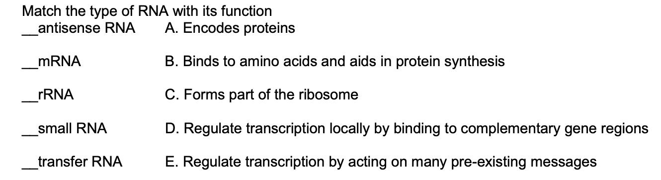 Solved Match the type of RNA with its function antisense RNA | Chegg.com