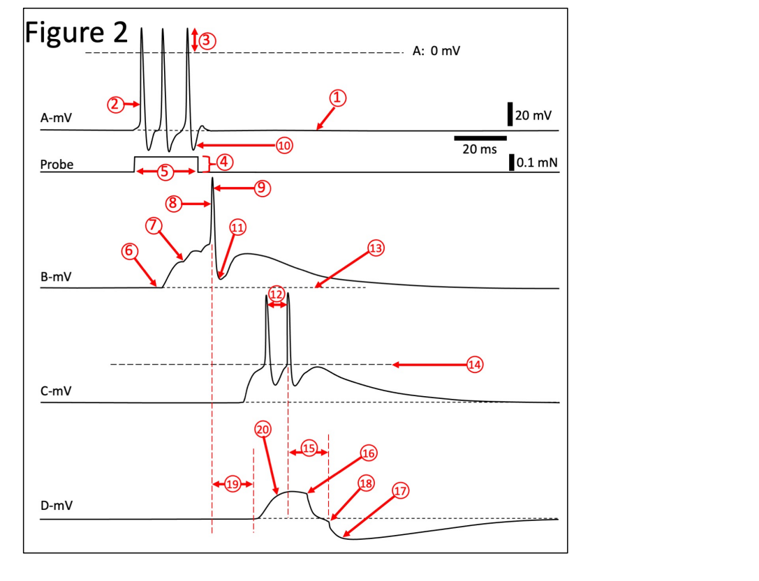 Here is a fictitious neural circuit (Fig 1), | Chegg.com