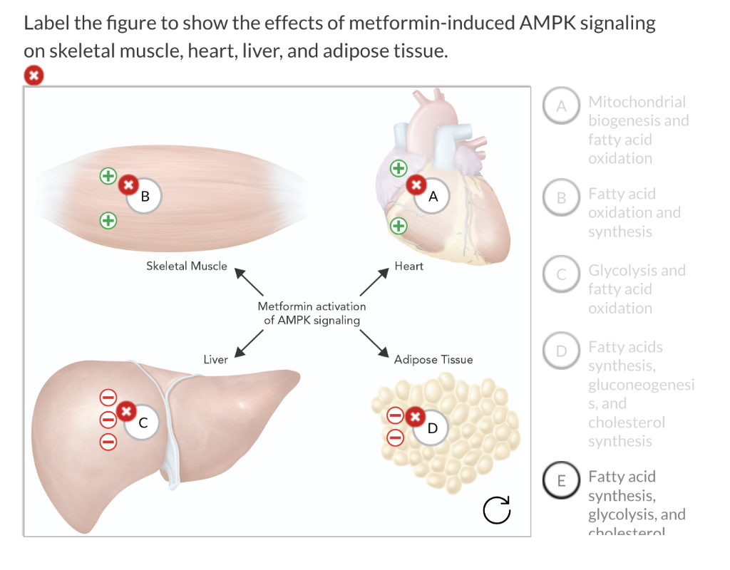 Solved Label the figure to show the effects of | Chegg.com