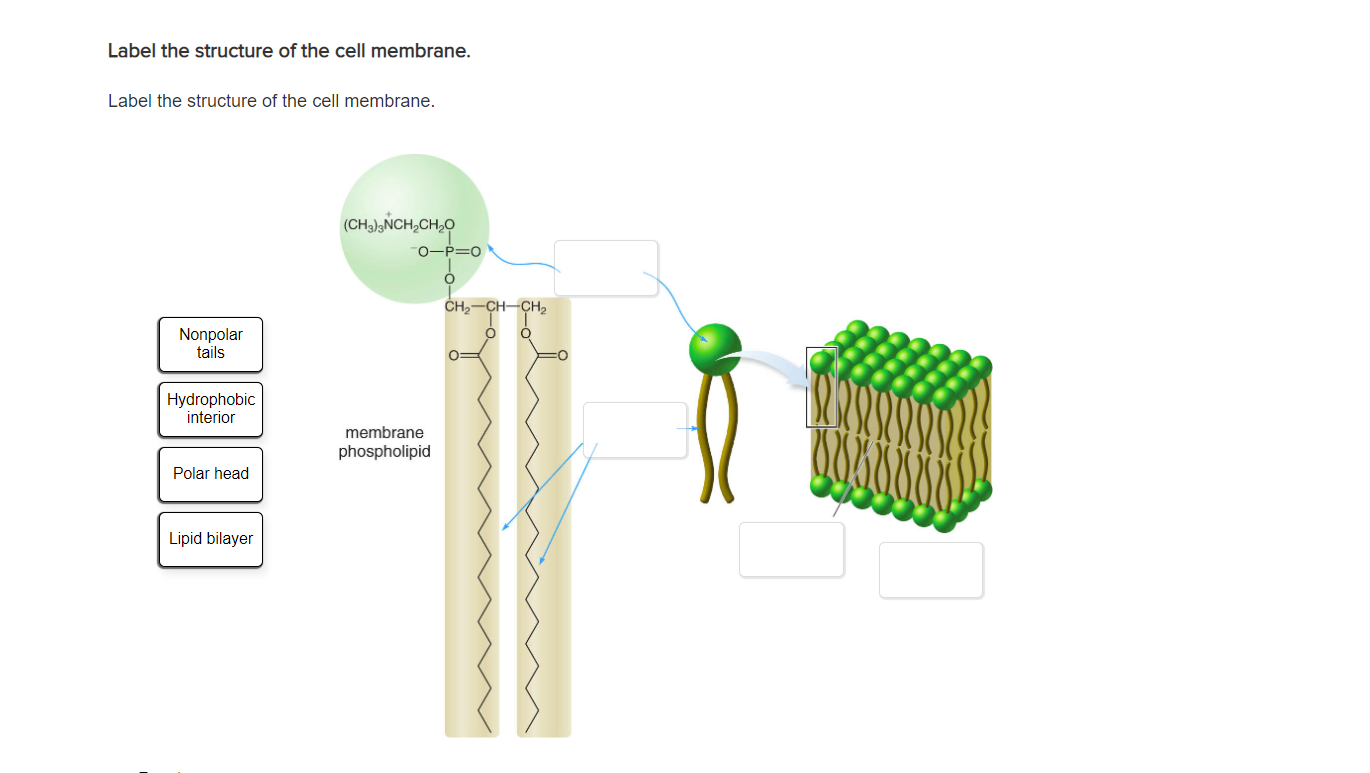 cell membrane diagram label