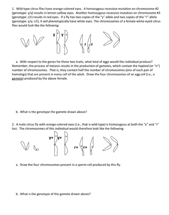 Solved Drosophila predictions exerciseL113 (25