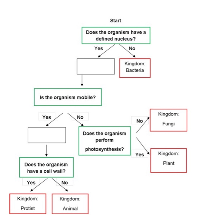 Start Does the organism have a defined nucleus? Yes No Kingdom ...