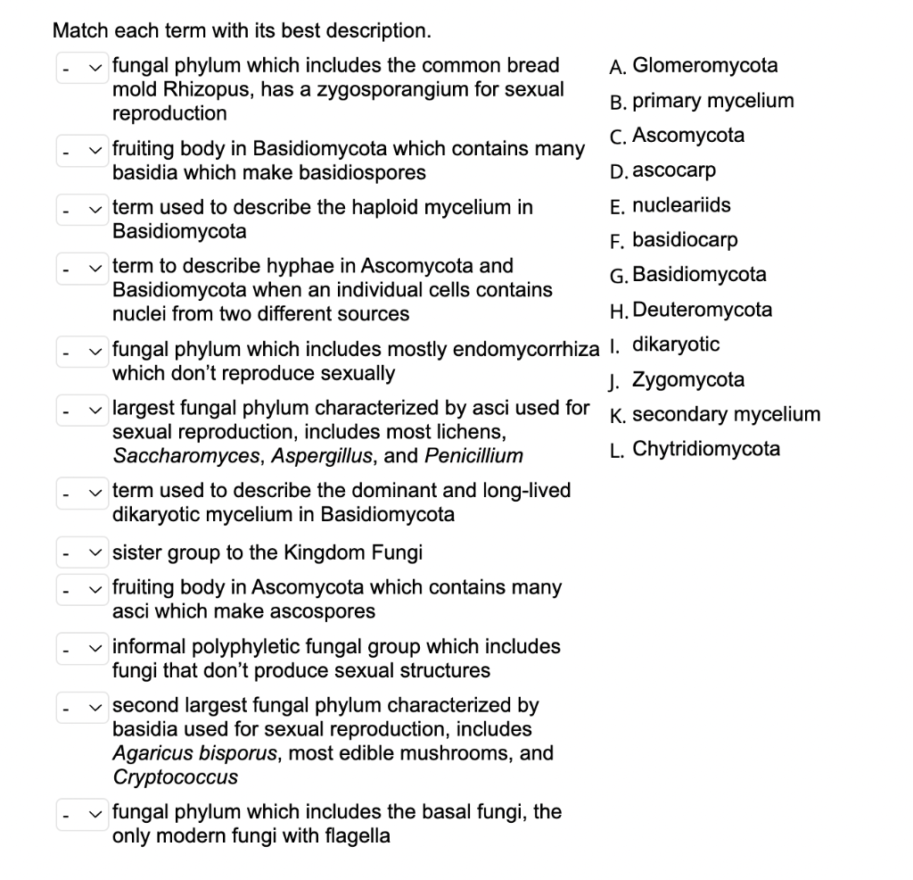 Match each term with its best description.
fungal phylum which includes the common bread mold Rhizopus, has a zygosporangium 