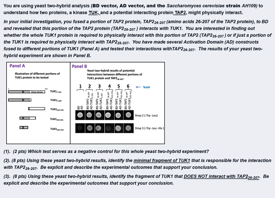 Solved You are using yeast two-hybrid analysis (BD vector, | Chegg.com