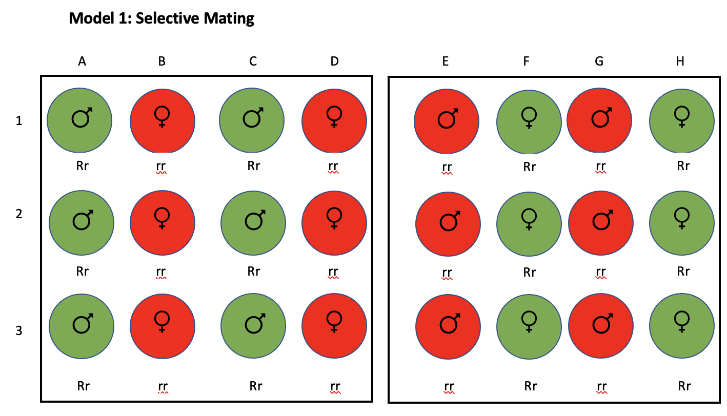Model 1: Selective Mating 4. Build two Punnett | Chegg.com