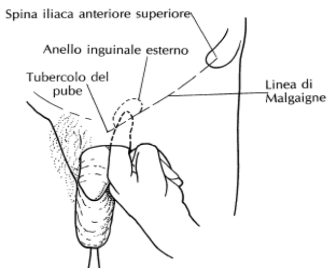 strutture del canale inguinale