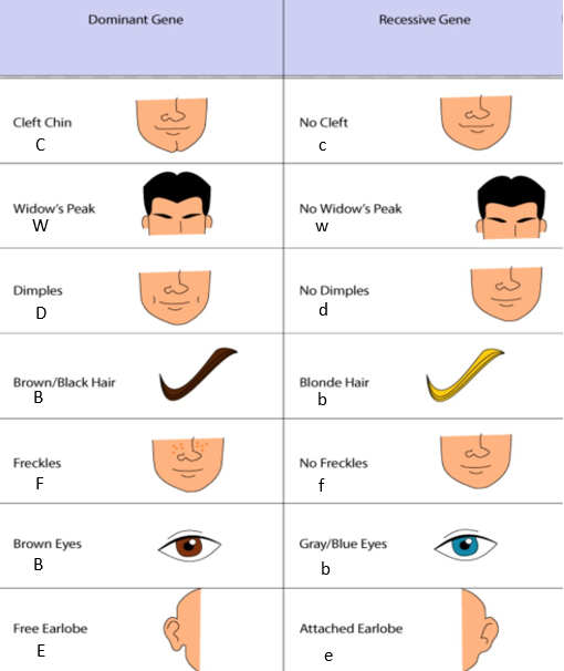 solved-choose-only-one-example-of-dominant-and-recessive-chegg