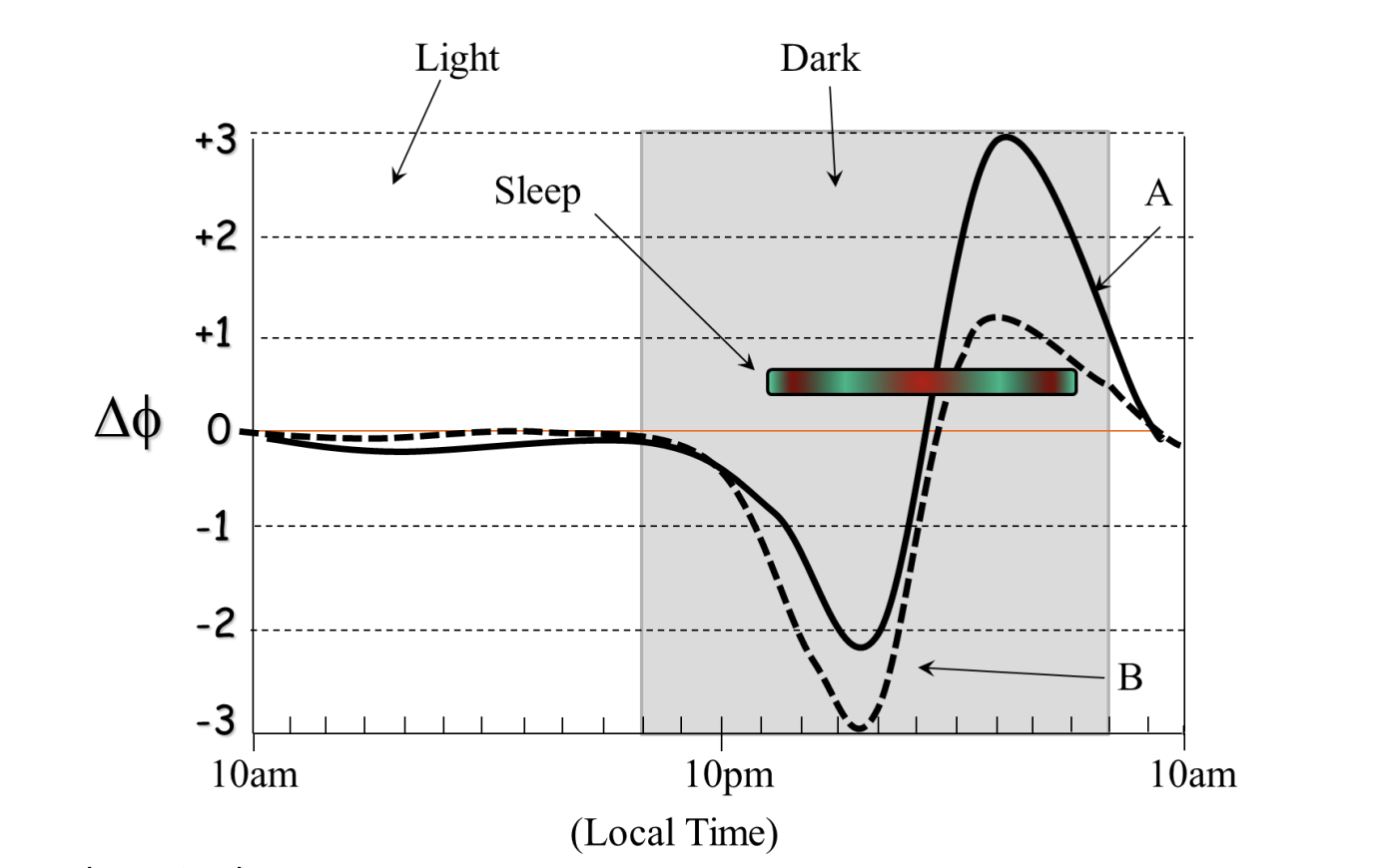 Solved Assume that an organism entrains to a lightdark