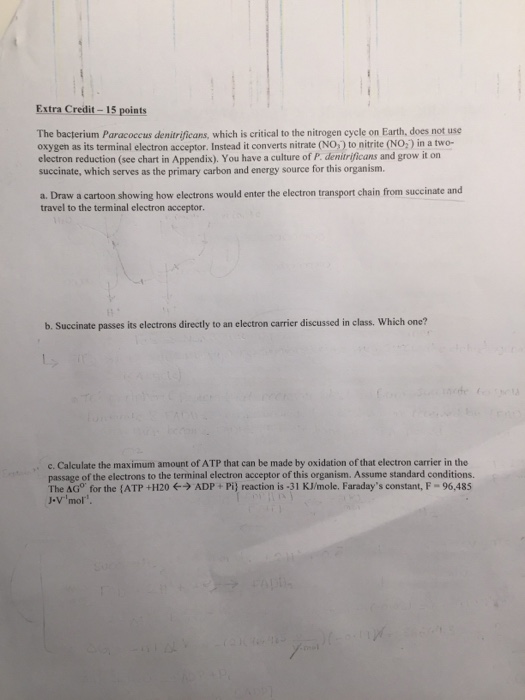 Solved Extra Credit-15 points The bacterium Paracoccus | Chegg.com