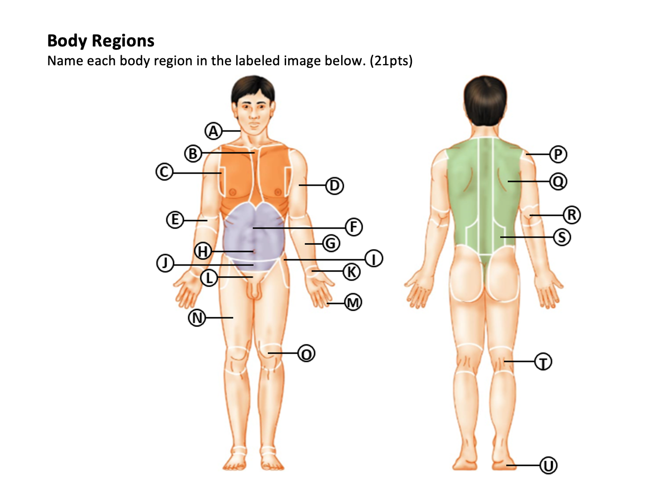 brachial region