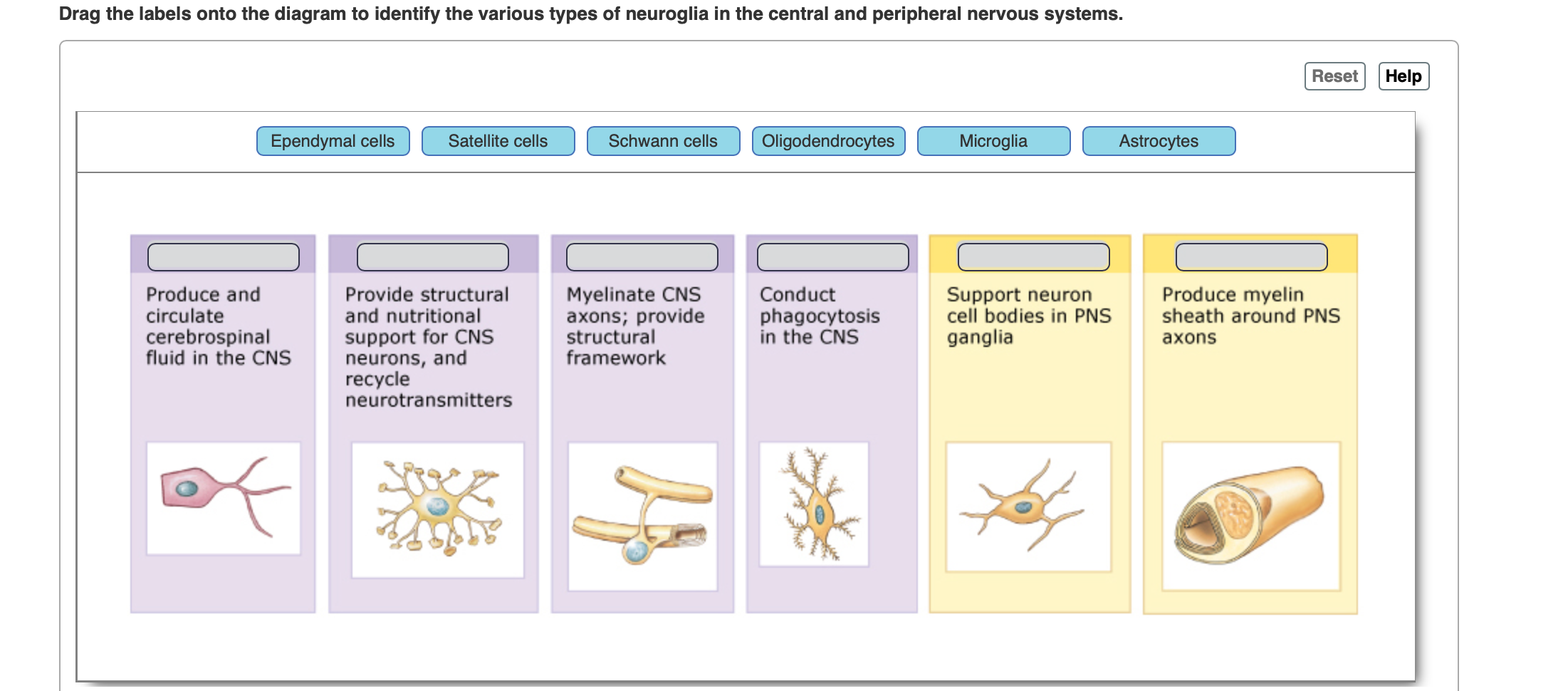 types of neuroglial cells