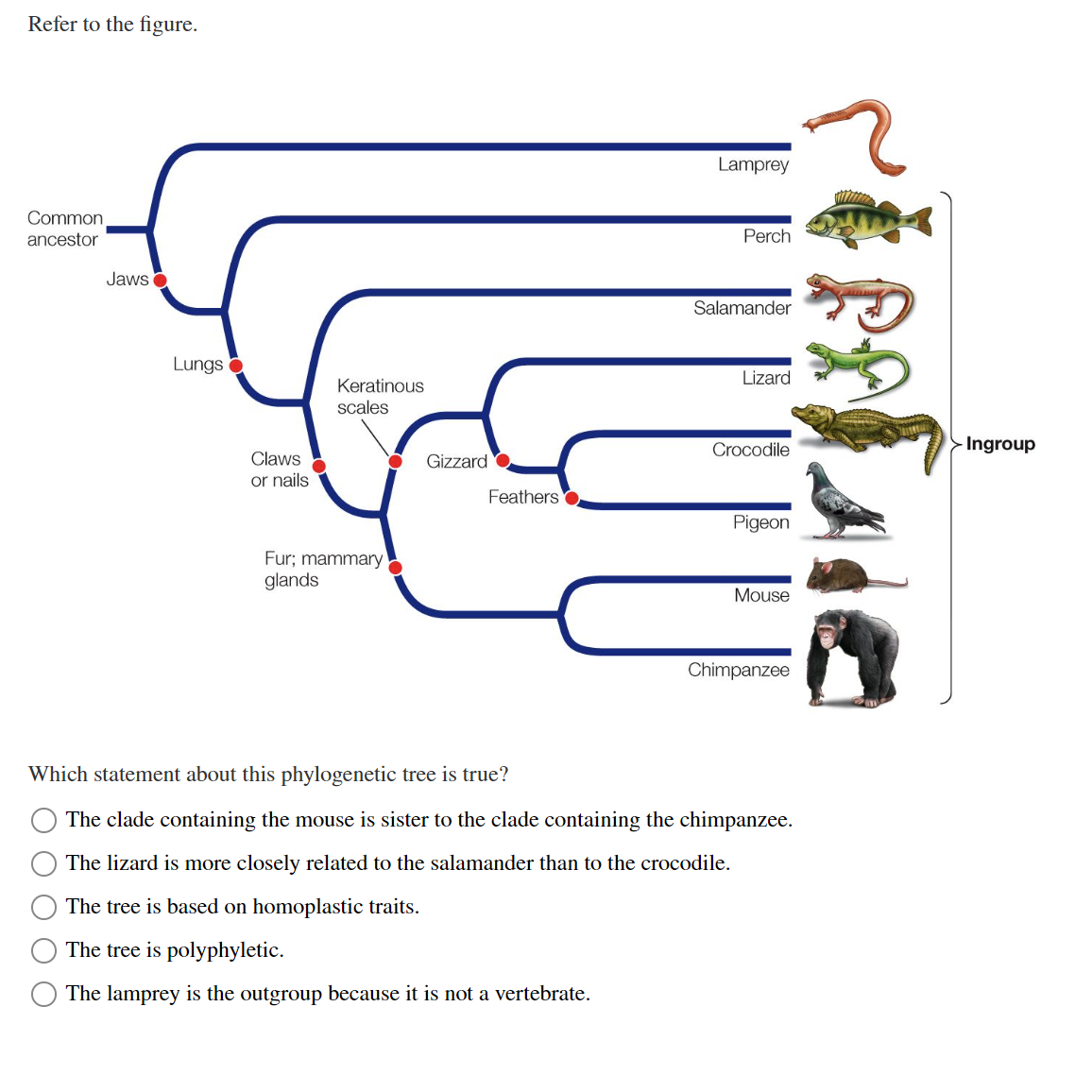 Solved Which statement about this phylogenetic tree is | Chegg.com