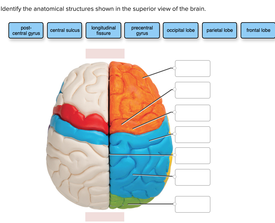 Solved Identify the anatomical structures shown in the | Chegg.com