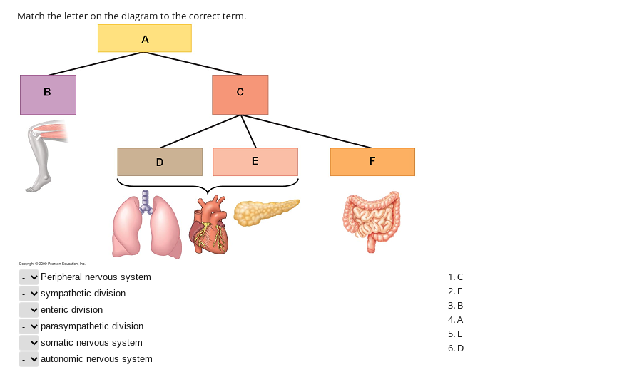 Solved Match the letter on the diagram to the correct term. | Chegg.com
