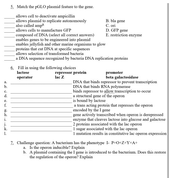 Solved 5. Match the PGLO plasmid feature to the gene. C. ori | Chegg.com