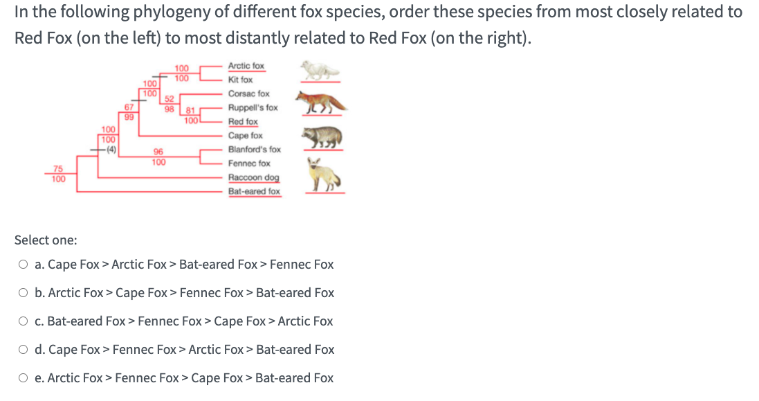 Solved In the following phylogeny of different fox species,