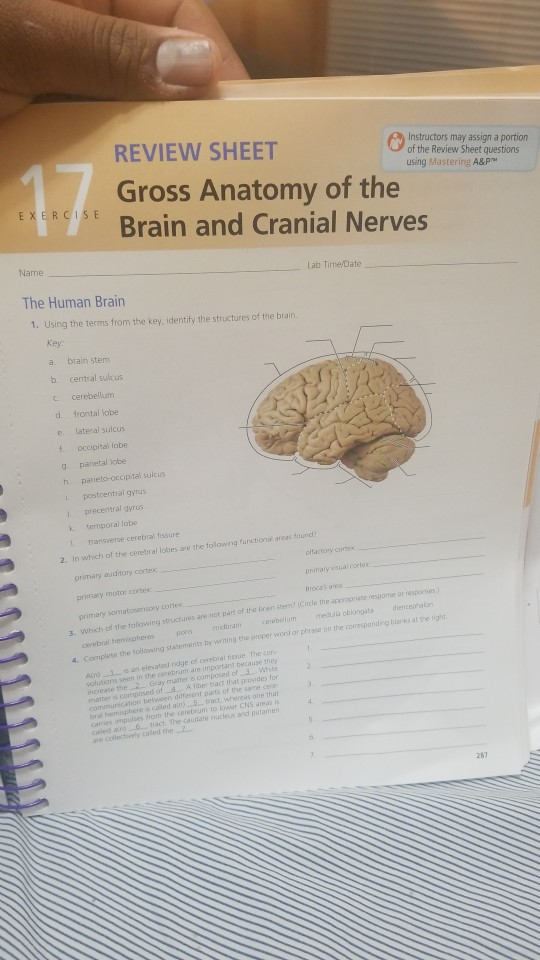 solved-review-sheet-gross-anatomy-of-the-brain-and-crania-chegg