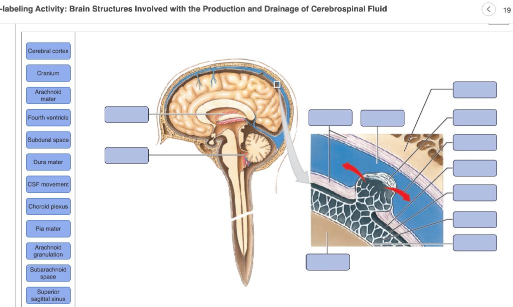 Solved -labeling Activity: Brain Structures Involved with | Chegg.com