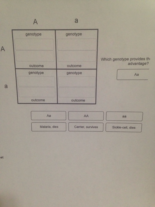 Solved genotype genotype Which genotype provides th | Chegg.com