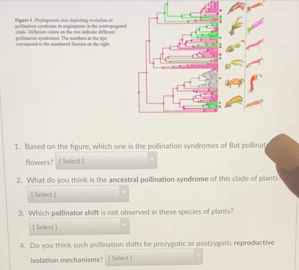 Solved The Phylogenetic Tree Given Below Demonstrates The | Chegg.com