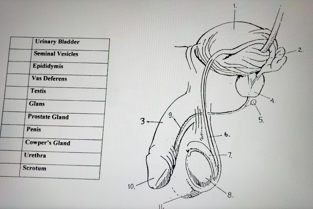 Solved Identify those part from male reproductive system? | Chegg.com