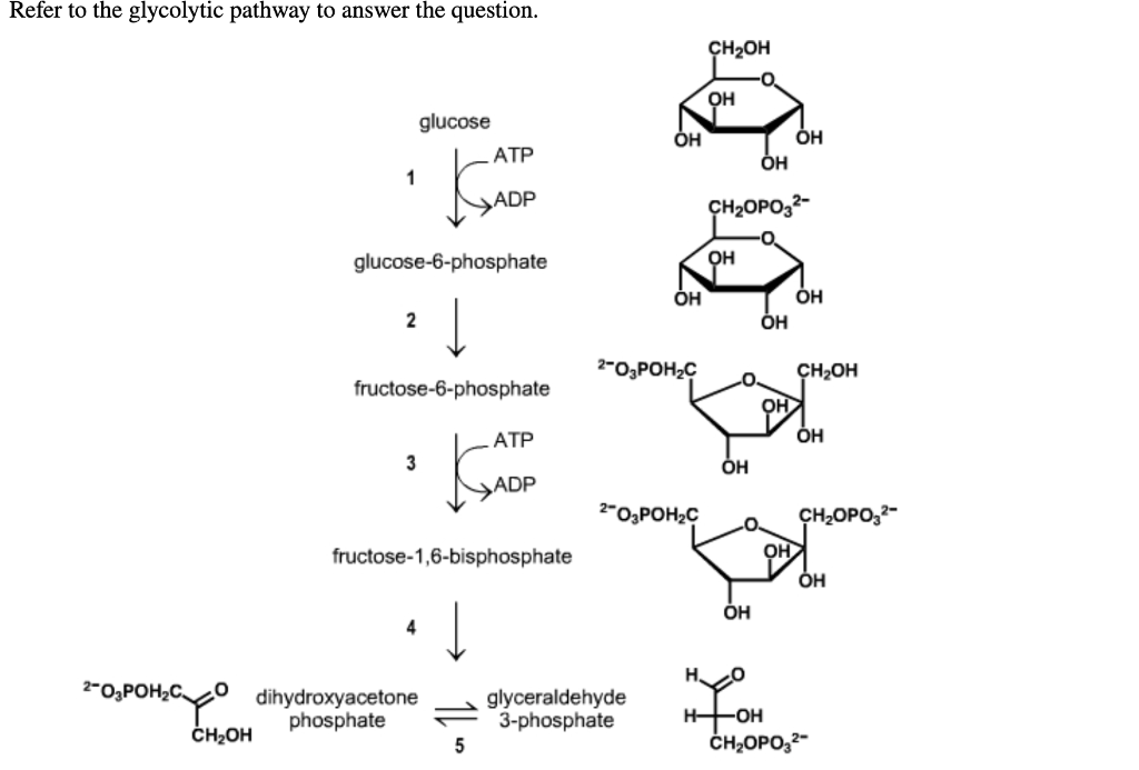 Solved Refer to the glycolytic pathway to answer the | Chegg.com