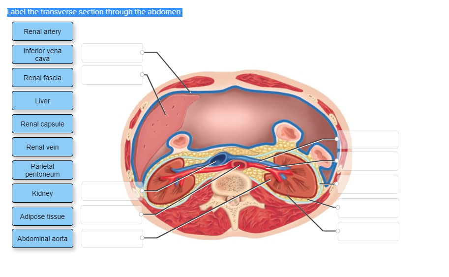 Solved Label the transverse section through the abdomen. | Chegg.com