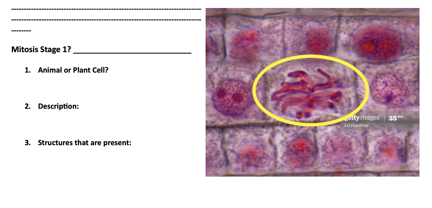 Solved BIOL 1113 Lab 9 Assignment: Mitosis Directions, Part | Chegg.com