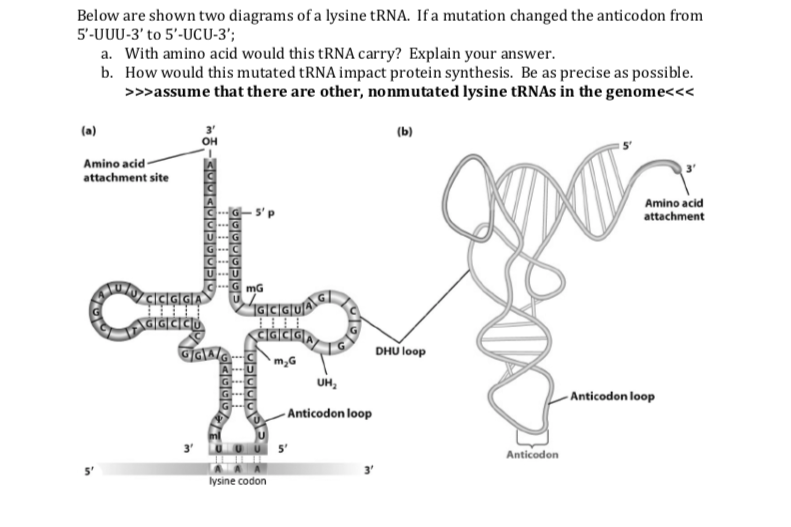 Solved Below Are Shown Two Diagrams Of A Lysine Trna If