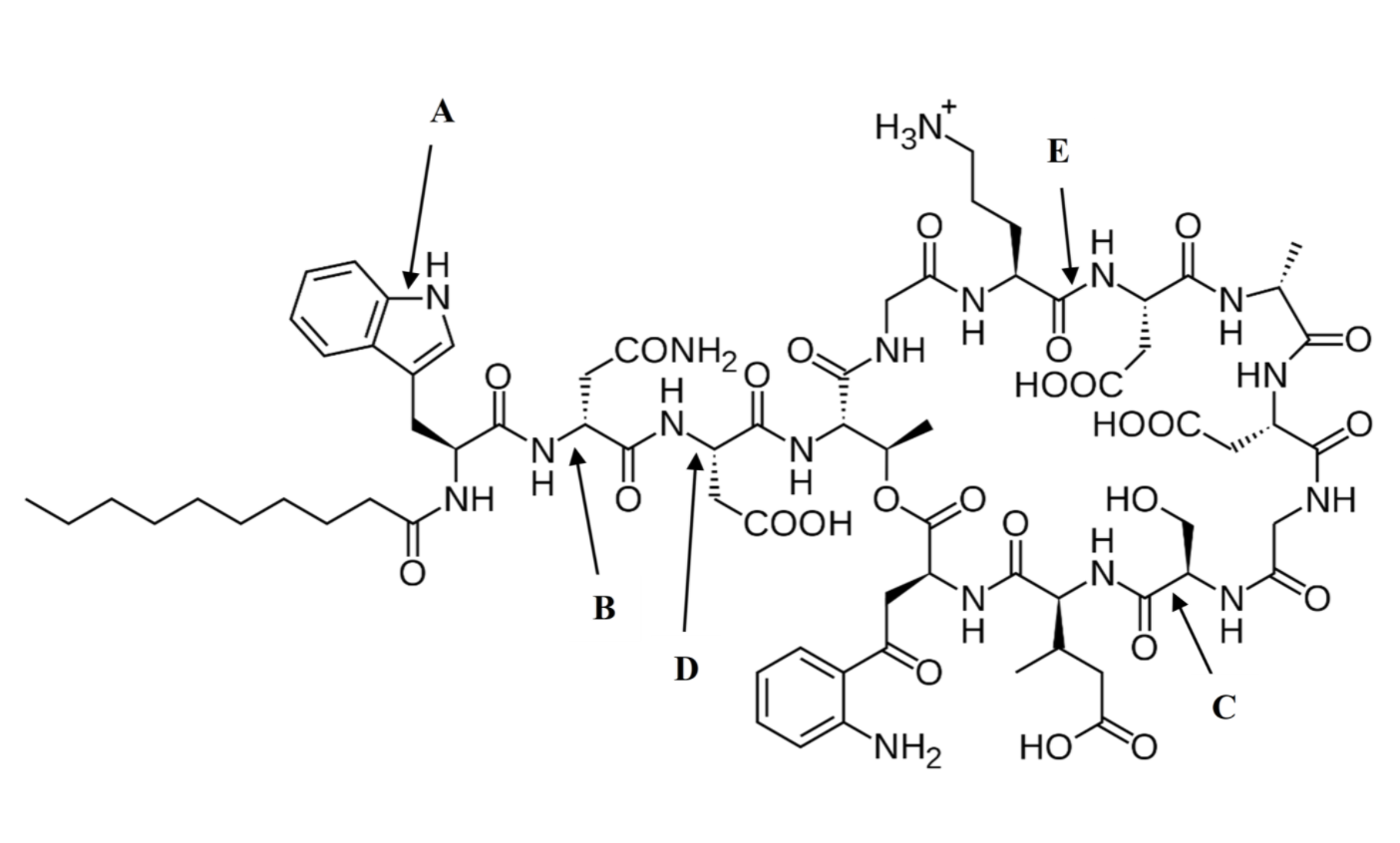 Solved How many amino acids make up the molecule? A. 11 B.