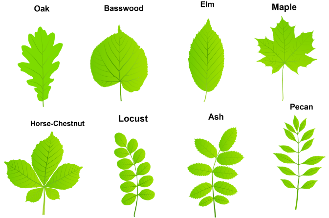 Solved Create a dichotomous key that may be used to identify | Chegg.com